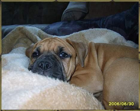 Olde english bulldogge Xantos  (Memory R.I.P.) billede 16