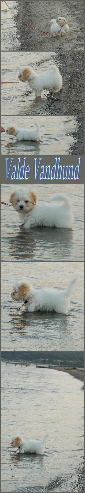 Coton de tulear Valde billede 8