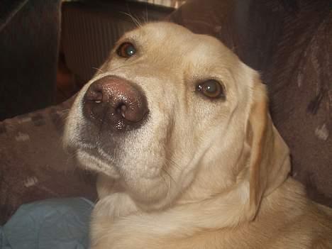 Labrador retriever max billede 1