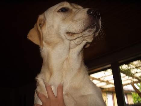 Labrador retriever max billede 2