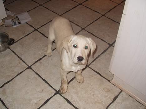 Labrador retriever max billede 3