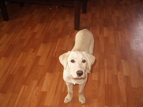 Labrador retriever max billede 4