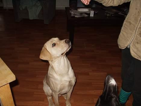 Labrador retriever max billede 5