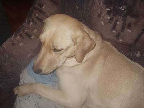 Labrador retriever max billede 6