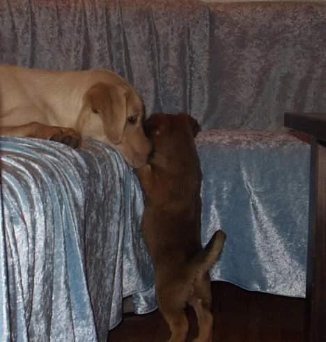 Labrador retriever max billede 7