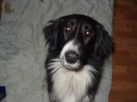 Border collie Vicky billede 1