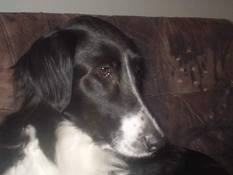 Border collie Vicky billede 2