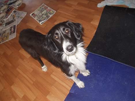 Border collie Vicky billede 3