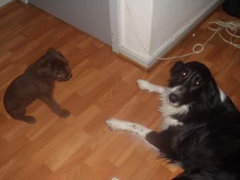 Border collie Vicky billede 4