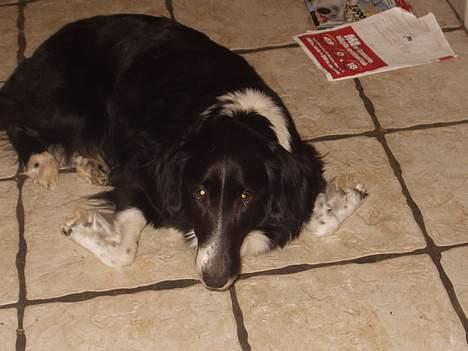 Border collie Vicky billede 5