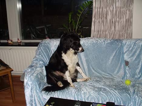 Border collie Vicky billede 7