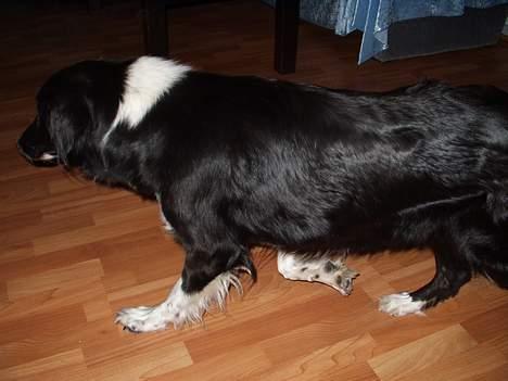 Border collie Vicky billede 8