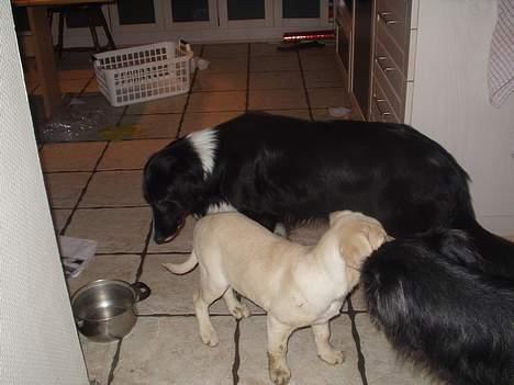 Labrador retriever max billede 8