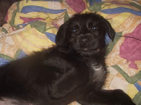 Blanding af racer Jark billede 1