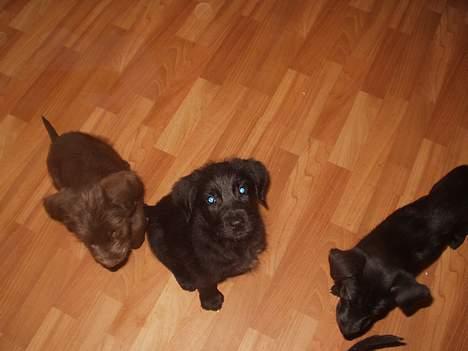 Blanding af racer Jark billede 2