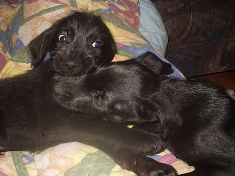 Blanding af racer Jark billede 3