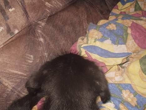 Blanding af racer Jark billede 4