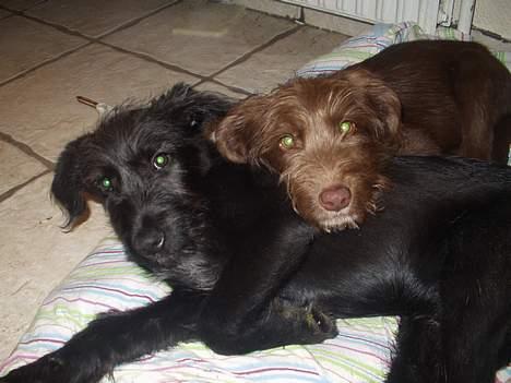 Blanding af racer Jark billede 5