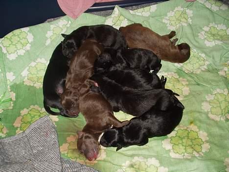 Blanding af racer Jark billede 6