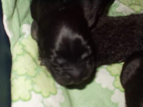 Blanding af racer Jark billede 7