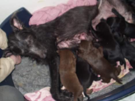 Blanding af racer Jark billede 8