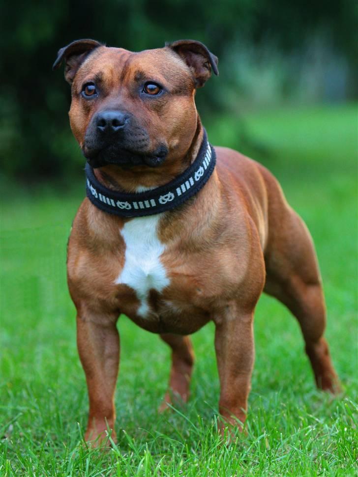 Staffordshire bull terrier Jeanty's staff Hooch - 17-09-08 smukke bullebasse billede 2