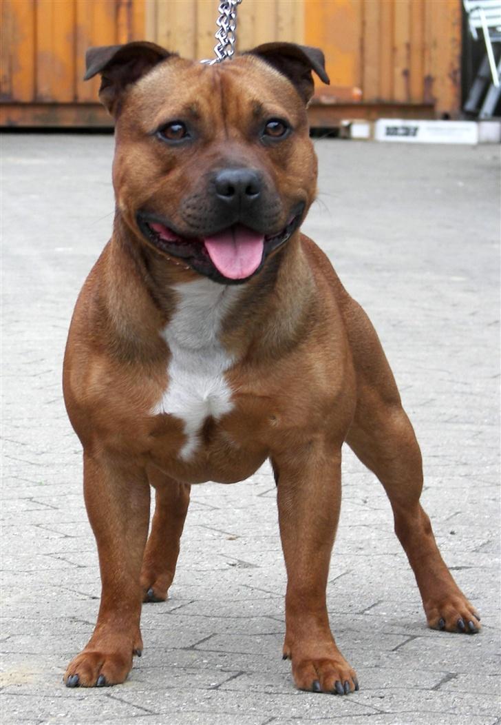 Staffordshire bull terrier Jeanty's staff Hooch - NYT!2455 billede 4