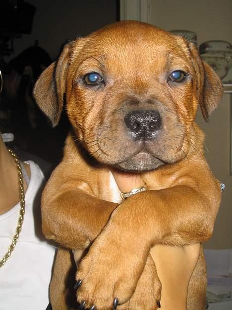 Staffordshire bull terrier Jeanty's staff Hooch - Mr. So cool ...  billede 6