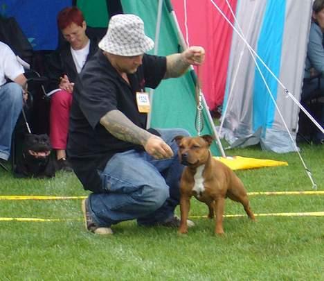 Staffordshire bull terrier Jeanty's staff Hooch - Udstilling Brøndby! blev bedste hvalp den dag! billede 10