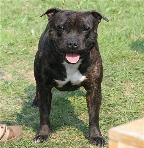 Staffordshire bull terrier Jeanty's staff Hooch - Min far! Mooncraft undercover (Leo) billede 11