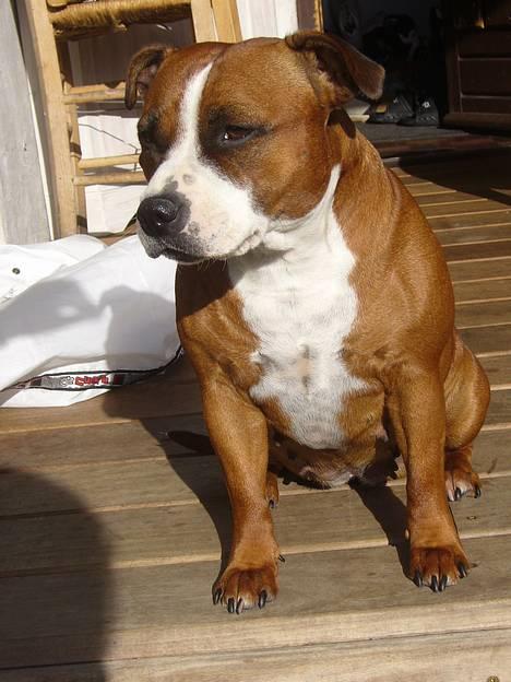 Staffordshire bull terrier Jeanty's staff Hooch - Min mor! billede 12