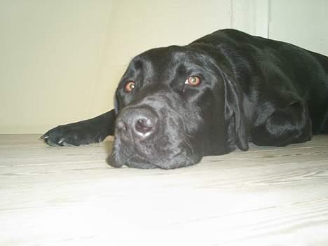 Labrador retriever Ranco billede 13