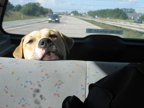 Blanding af racer Louie billede 3