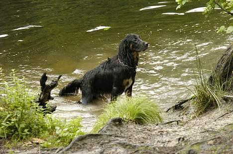 Blanding af racer Balder - minitræf præstevang skov (foto: Belinda) billede 19