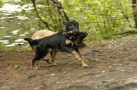 Blanding af racer Balder - minitræf præstevang skov (foto: Belinda)  billede 20
