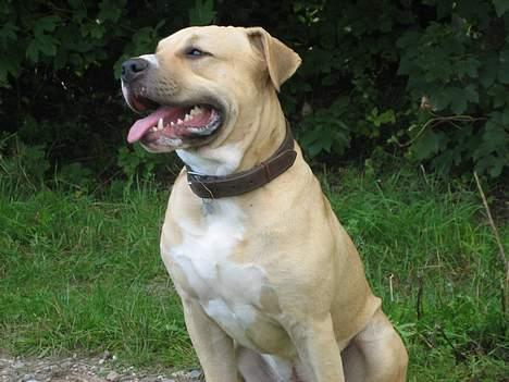 Blanding af racer Louie - Louie 1 år billede 4