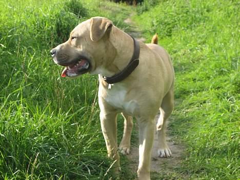 Blanding af racer Louie - Louie 1 år billede 5