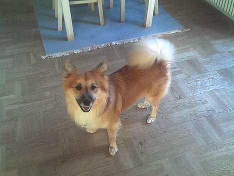 Islandsk fårehund Bassi - Bassi 30-08-06 billede 8