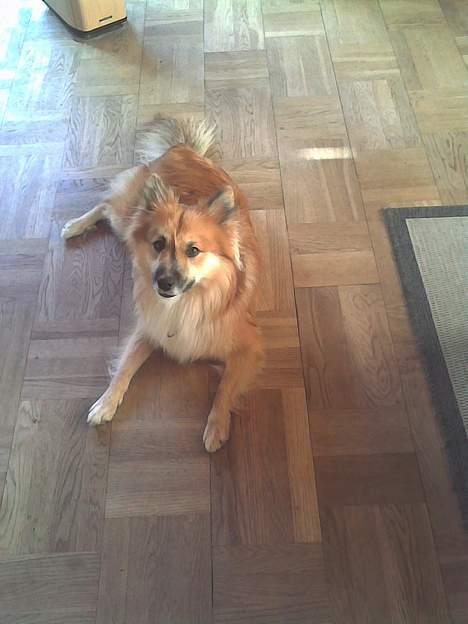 Islandsk fårehund Bassi - Bassi 30-08-06 billede 9