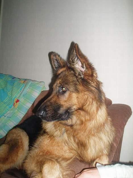 Schæferhund cassie  billede 15