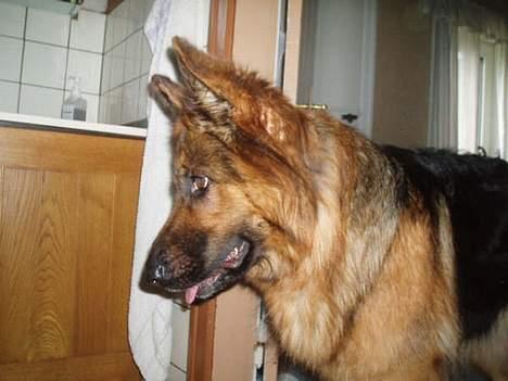 Schæferhund cassie  billede 16