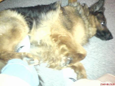 Schæferhund cassie  billede 17