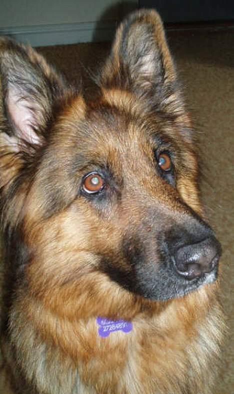 Schæferhund cassie  billede 18