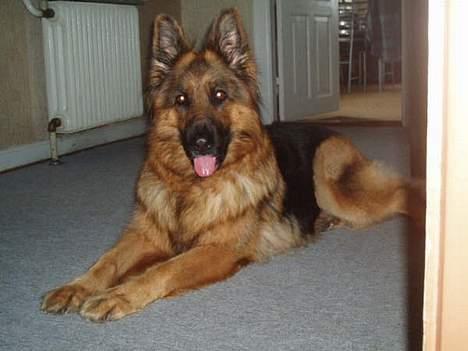 Schæferhund cassie  billede 19