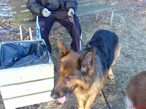 Schæferhund cassie  billede 20