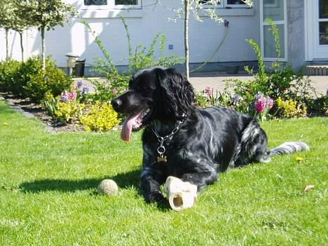Grosser Münsterländer Chili.. Hvil i fred min pige. billede 8