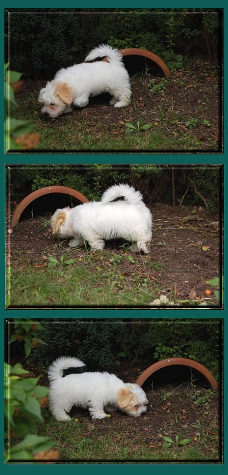 Coton de tulear Valde billede 9