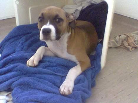 Amerikansk staffordshire terrier Tica billede 8