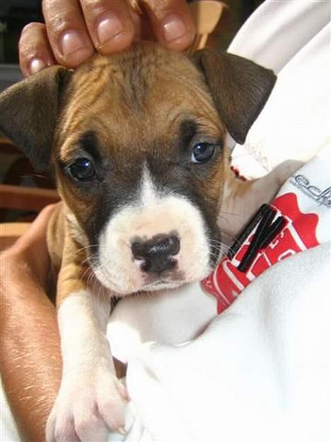 Amerikansk staffordshire terrier Tica billede 9