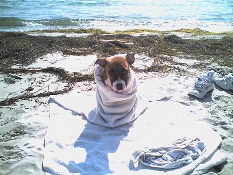 Amerikansk staffordshire terrier Tica - Ticas første strand tur billede 10